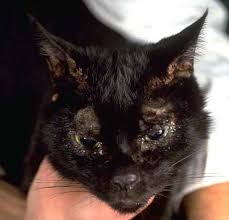 But i loved this one because it connected two people who can hopefully help!! Skin Pemphigus Foliaceus In Cats Vetlexicon Felis From Vetstream Definitive Veterinary Intelligence