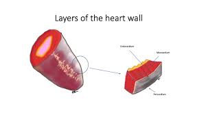 Pericarditis may be an isolated disease or the first manifestation of an underlying systemic disease. Learning More About Myocarditis And Pericarditis Asian Heart Vascular Centre Ahvc