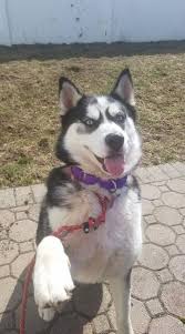 This Cutie Needs A Home Siberian Husky Long Coat In Glen Rock Nj Cute Dog Pictures Pets Pet Adoption
