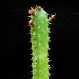 Image result for Euphorbia baylissii