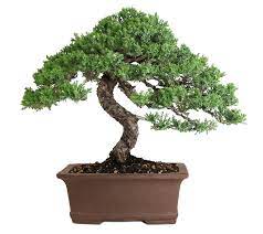 Easternleaf Com Rock Juniper Bonsai Tree Only 35 Bonsai Plants For Sale Bonsai Tree Types Bonsai Tree