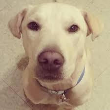 All dogs have the potential to develop genetic health problems as all breeds are susceptible to some things more than others. Shar Pei Labrador Mix Facts
