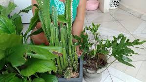 Regando plantas - Porn Videos & Photos - EroMe