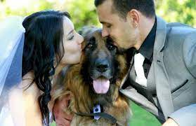 German Shepherd Dog Black German Shepherd German Shepherd Photography German Shepherd Training