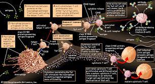 Maybe you would like to learn more about one of these? Immune System Description Function Facts Britannica