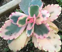 Image result for Kalanchoe dyeri
