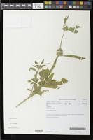 Image result for Acrotome inflata