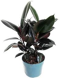 Check spelling or type a new query. Amazon Com Burgundy Rubber Tree Plant Ficus An Old Favorite 6 Pot Tree Growing Garden Outdoor