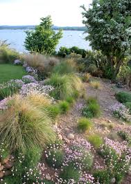 Maybe you would like to learn more about one of these? In The Garden At The Lookout Lympstone Banks Of Hummocky Ornamental Grasses Including Stipa Anemanthele Evoke T Coastal Gardens Pebble Garden Seaside Garden