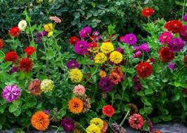 Zinnia Seeds State Fair Mix Beautiful Flowers Garden Zinnias Zinnia Elegans