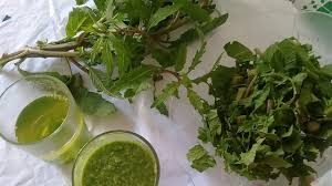 Conheça os inúmeros benefícios para a saúde receita de mastruz com leite ingredientes: Mastruz Com Leite Os Beneficios Remedio De Deus Youtube