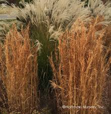 Image result for Andropogon textilis