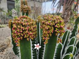 Image result for Euphorbia mlanjeana