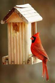 The Cardinal Bird Feeder What Works Best Best Bird Feeders Best Bird Feeders Bird Feeders Cardinal Birds