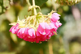 Image result for Dombeya acutangula