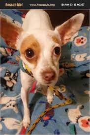 It's also free to list your available puppies and litters on our site. Adopt 19031900357 Chihuahua Rescue Lebanon Ct Chihuahua Rescue Chihuahua Paw Logo