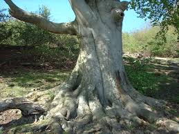Although it is a rare species of tree, the wood can be highly valuable. Beech Tree