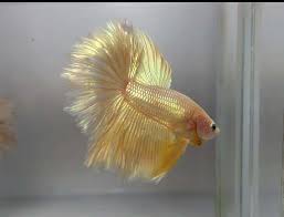 Shop the betta fish supplies your pet needs at petco. This Golden Betta Fish Reallifeshinies