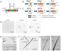 Shindo life eye id code | strucidcodes.org from i.ytimg.com. Membrane Binding Controls Ordered Self Assembly Of Animal Septins Elife