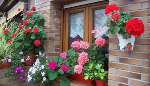 ¿dispones de un balcón o terraza y te gustaría decorarlos con plantas con flores colgantes llamativas? Plantas Colgantes De Exterior Para Decorar Balcones Y Ventanas