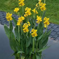 Image result for Canna
