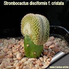I scare big big plant. Grafting On Opuntia Compressa