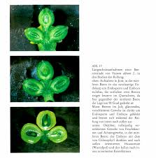 Image result for Viscum subserratum