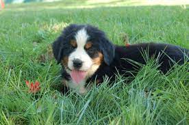 Bernese mountain dogs generally live for 6 to 8 years. Page 1