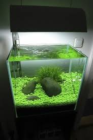 Aquarium Aquascaped With Carpet Modern And Minimalist Aquarium Fish Tank Terrarium Betta Fish Tank Aquascape Aquarium
