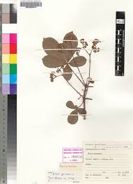 Image result for Vitex thyrsiflora