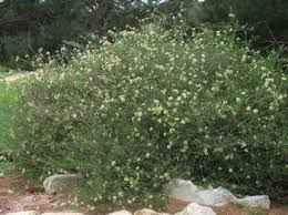 Image result for Gnidia