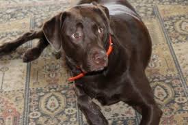 Verstreue dieses großzügig auf dem milchfleck und lasse es über nacht den geruch aus dem teppich ziehen. Hundeurin Aus Teppich Entfernen