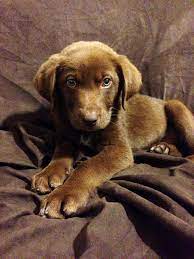 Hi animal lovers, i see you are looking for 45+ rottweiler chocolate lab mix puppies. Our New Chocolate Lab Australian Shepherd Mix Puppy Bentley So Precious Labrador Retriever Puppies Puppies Lab Puppies