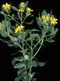 Image result for Chrysanthemoides monilifera