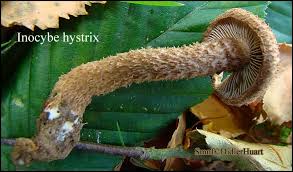 Image result for Inocybe hystrix