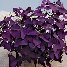 Purple Shamrock Plant Oxalis Regnellii Francis Indoor And Windowsill Plants Indoor Purple Plants Purple Shamrock Shamrock Plant