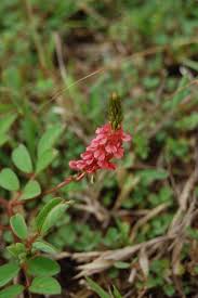Image result for Indigofera astragalina