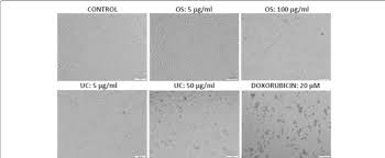 Image result for Olax pentandra