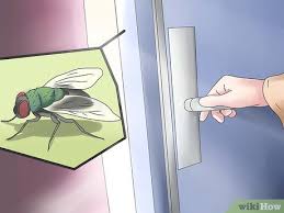 Vous profitez de votre home sweet home quand soudain, une. 4 Manieres De Vous Debarrasser Des Mouches Dans La Maison