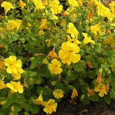 Image result for Mimulus
