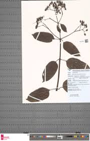 Image result for Angylocalyx vermeulenii