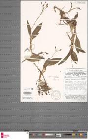 Image result for Liparis mulindana