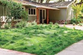 Save 83% off your subscription to fine gardening magazine. Drought Tolerant Groundcovers To Save Water Hide A Dead Lawn Sunset Sunset Magazine