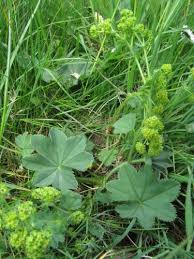 Image result for Alchemilla johnstonii