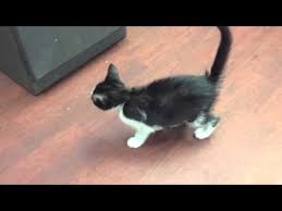 Cerebellar Hypoplasia Kittens Kittens Kittens Cutest Cute Kitten Gif