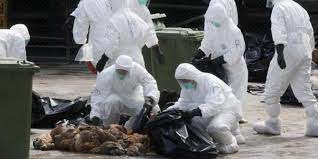 Der verdacht auf h5n1 hat sich jetzt bestätigt. Gesundheit Erneut Drei Vogelgrippe Tote In China Maz Markische Allgemeine