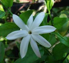 Image result for Jasminum multipartitum
