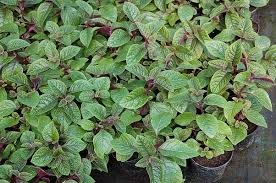 See full list on ncfarmsinc.com Plektrantus Plectranthus Purple Swedish Ivy 7948461896 Allegro Pl