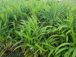 The leaves are used in. What Is Pandan And How Do You Use It