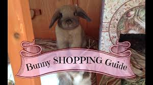 If you have any other issues, please feel free to reopen the chat at anytime. Bunny Shopping Guide What You Need To Buy In Petco Youtube